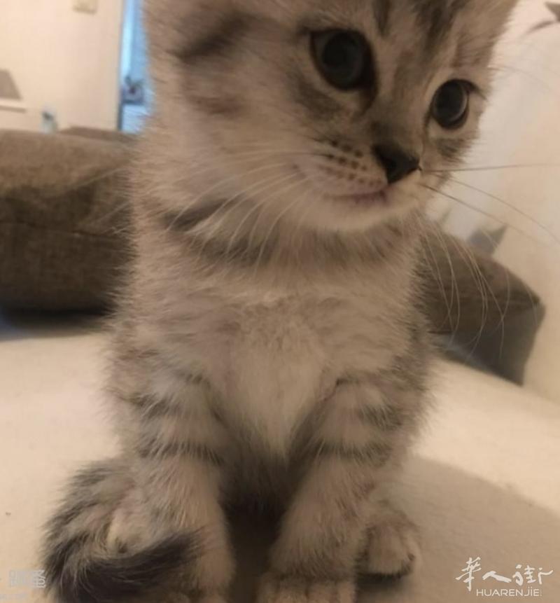 超级可爱的混血小奶猫开始预定啦,圣诞需要毛茸茸的朋友陪我过