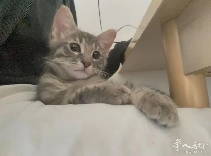 转让三个月超级可爱的小奶猫