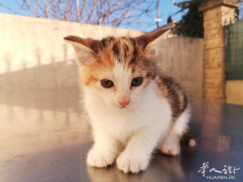 两月大可爱小猫找主人