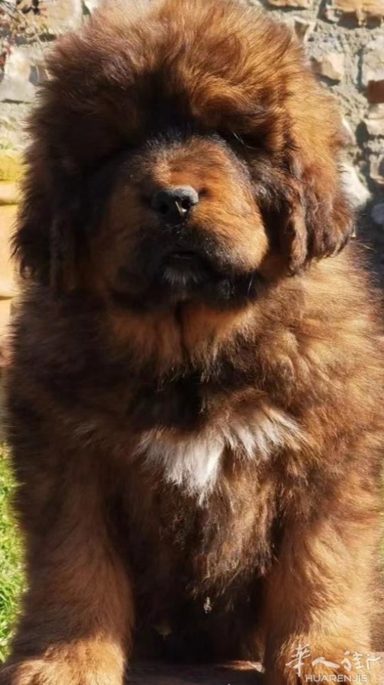 藏獒狗崽子接受预定，3773885858