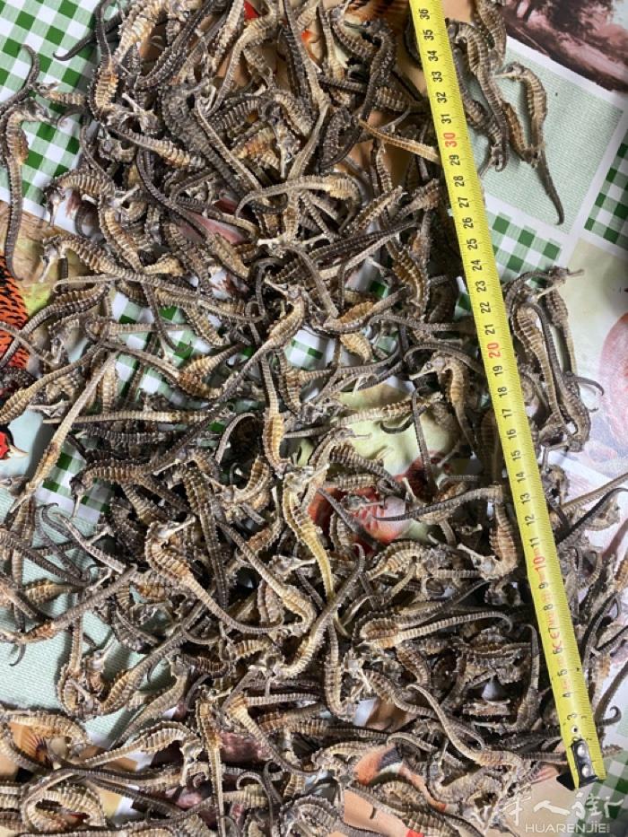 鹿鞭海马海参鹿茸批发微信bo688500