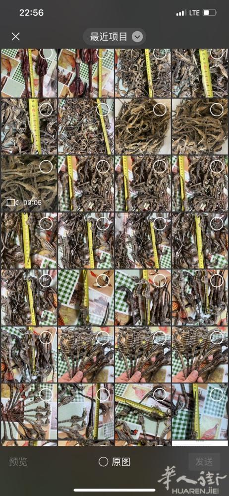 各种鹿鞭鹿茸海参海马批发招代理微信bo688500
