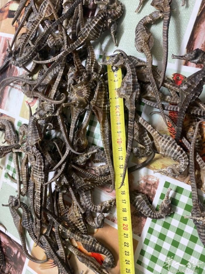 鹿鞭海马海参批发全欧洲找代理