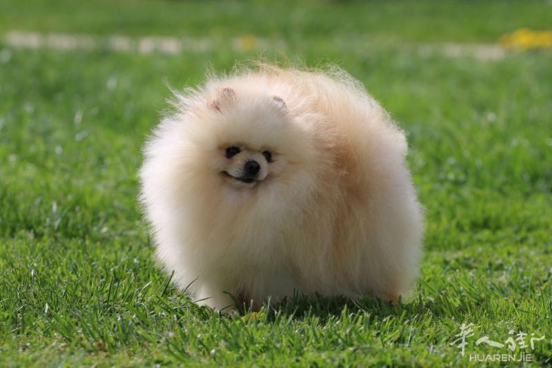 打造法国最专业的犬舍（常年博美犬，柴犬出售）