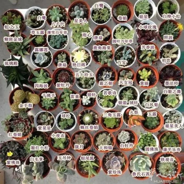 欧洲空运，铁路运海运，专线。可接食品，化妆品，电子设备，个别生鲜，多肉。双清包税