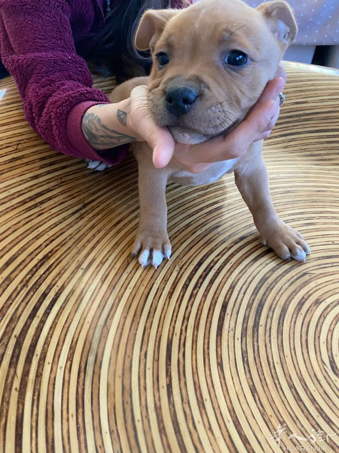 隔壁邻居家的斗牛犬baby 带芯片 打过疫苗的