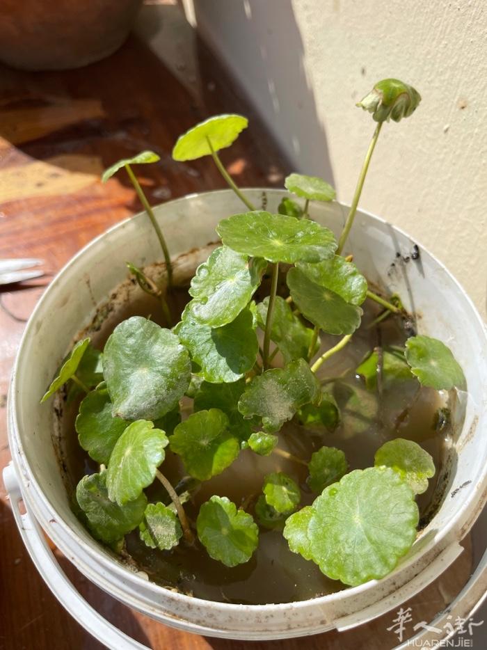 铜钱草5欧一盆
