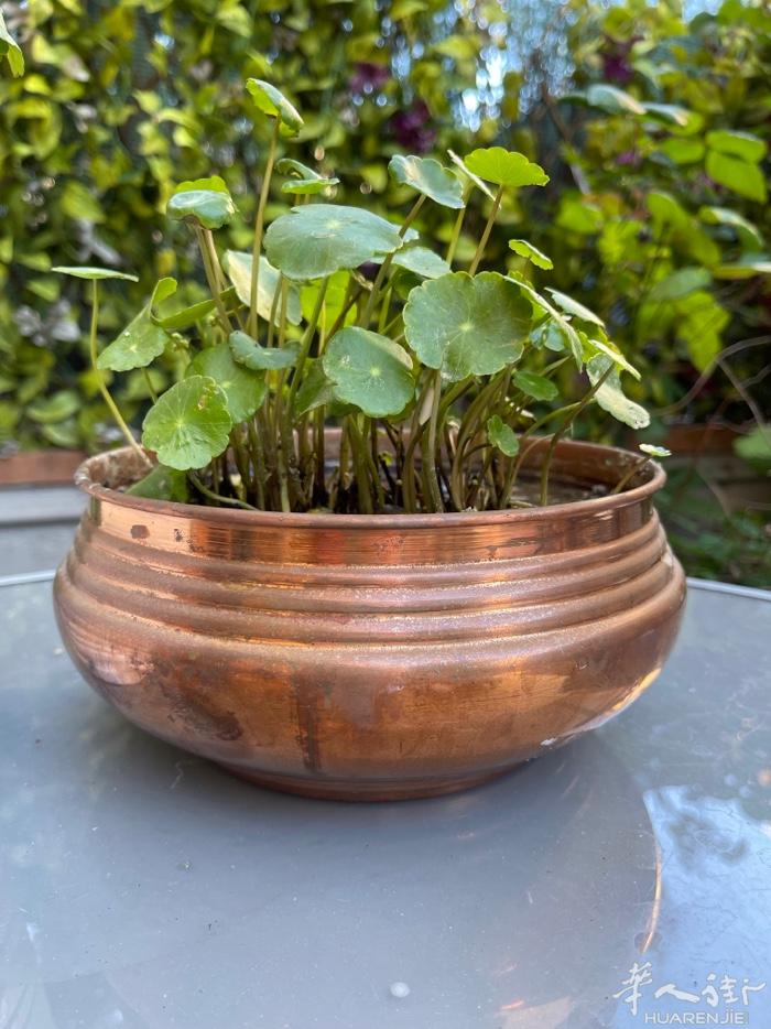 铜钱草好养活的植物，室内室外都可以