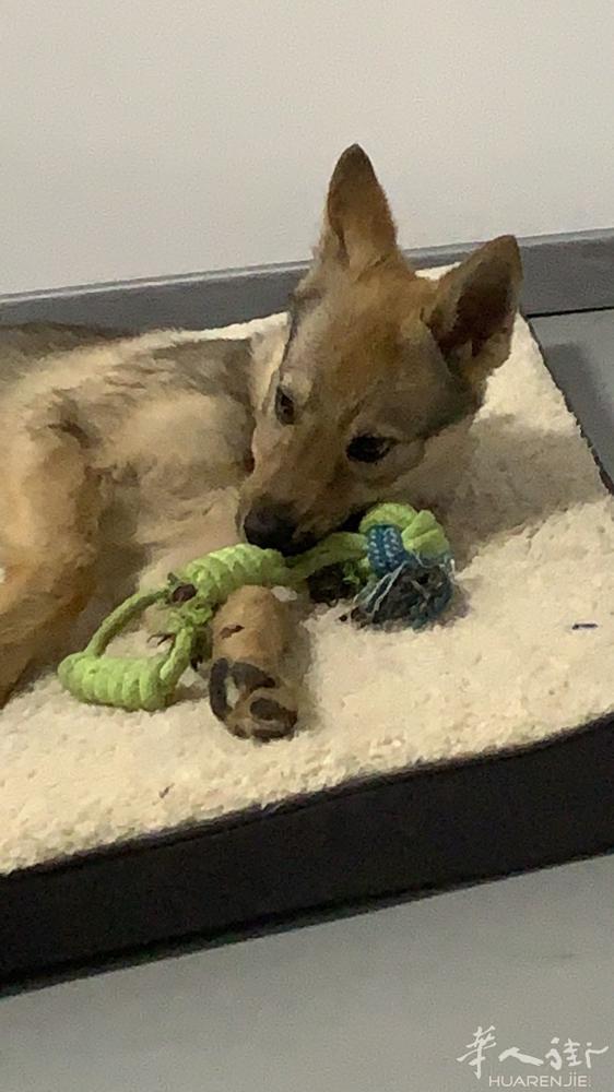 出捷克狼犬弟弟