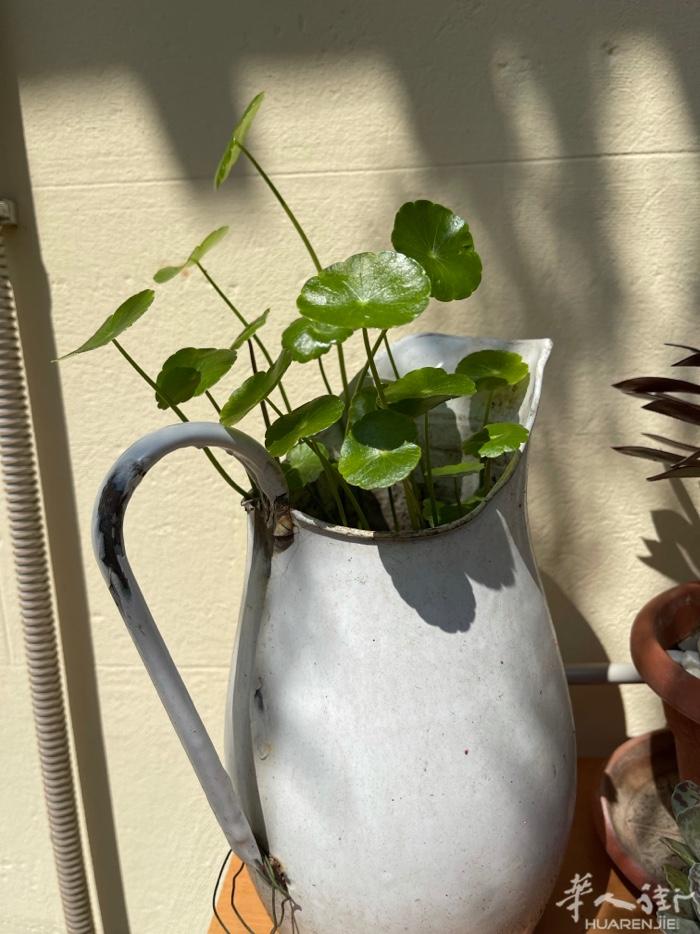 可水陪铜钱草
