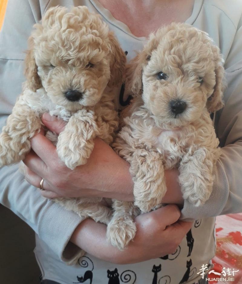 Prato意大利人出售2个月大贵宾犬