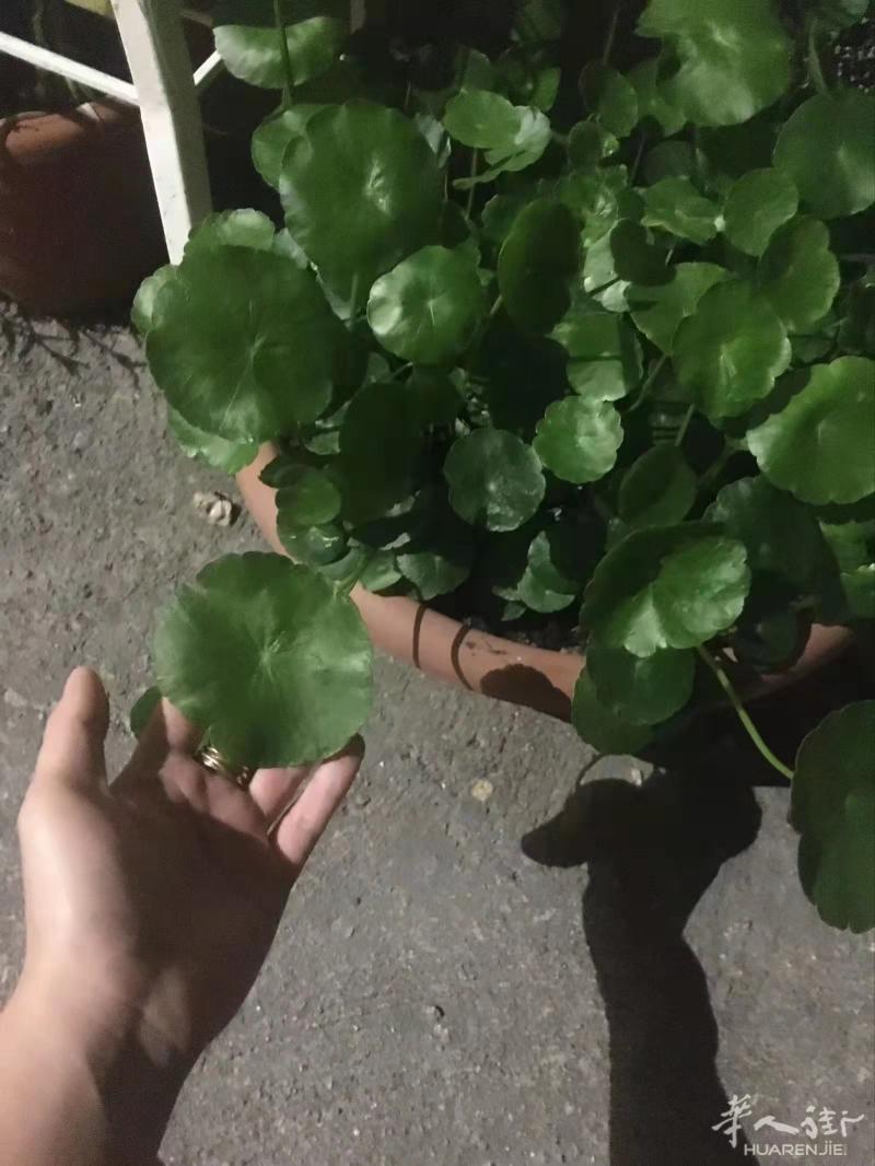 有想要种植铜钱草的吗 我有根