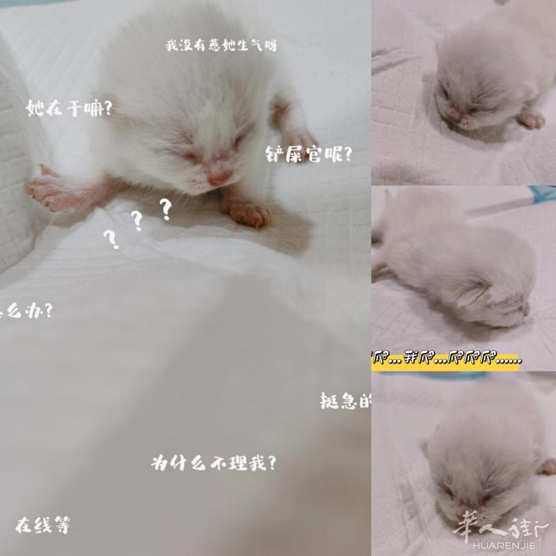 6月8号出生的重点色小猫咪