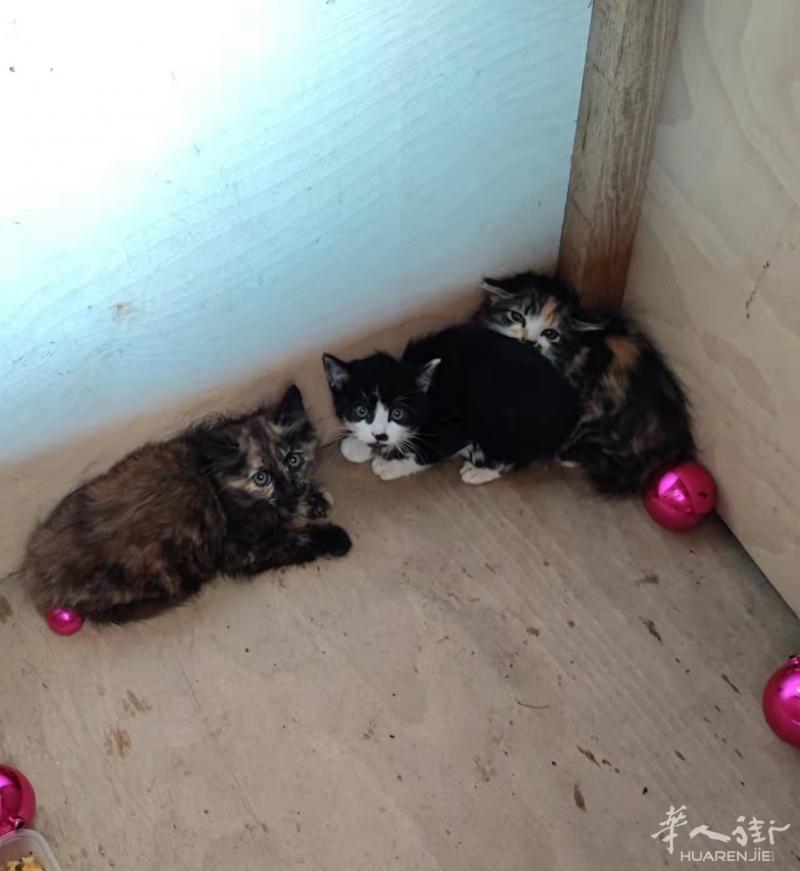 出售3只小猫 法国