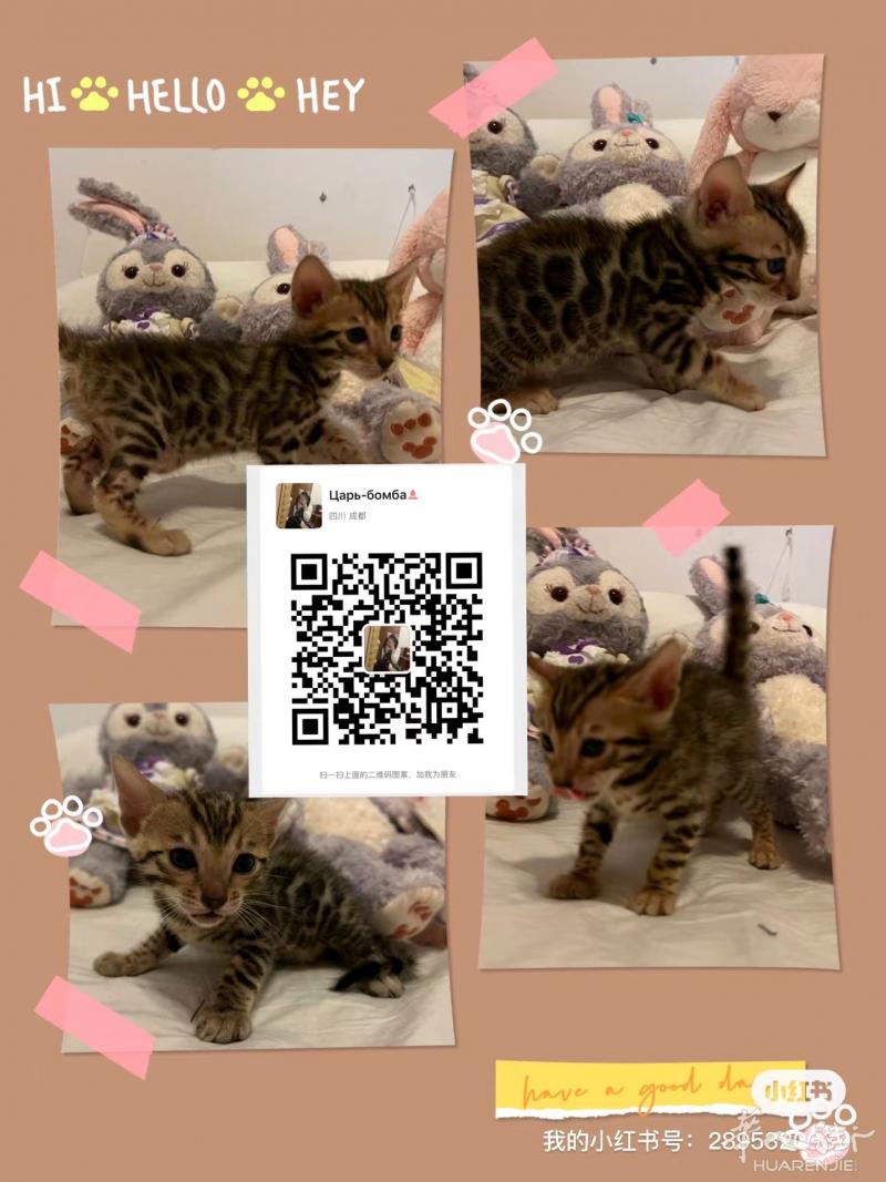孟加拉豹猫出售