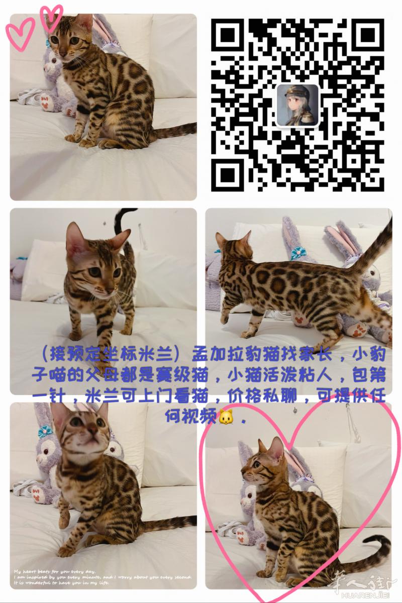 坐标意大利 小豹子找家长