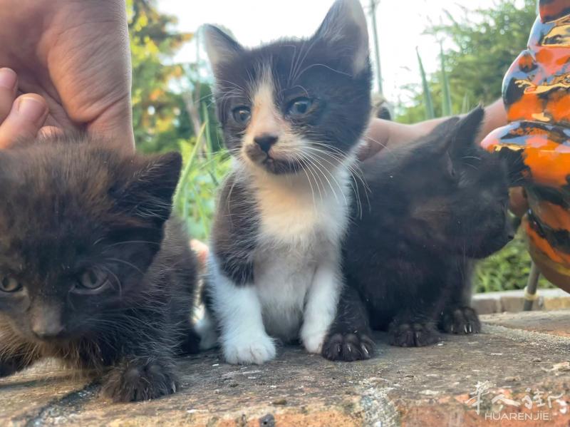 4只小奶猫找主人