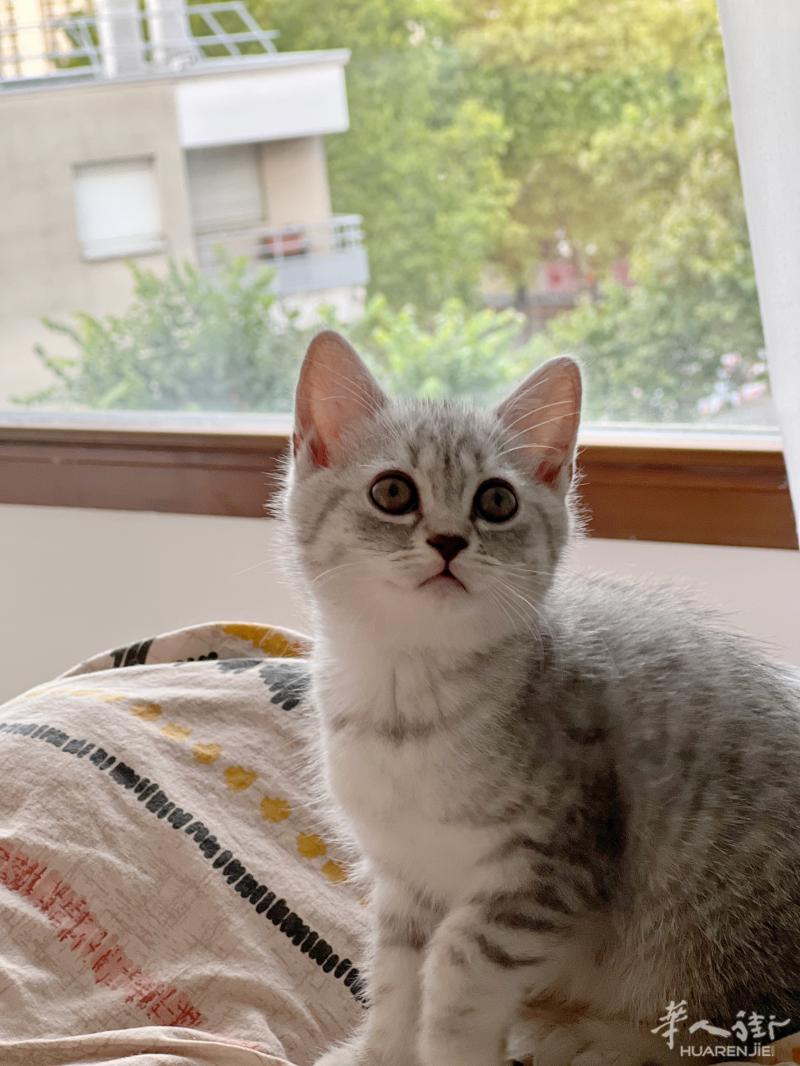 出一只英短虎斑小猫咪（2个多月）
