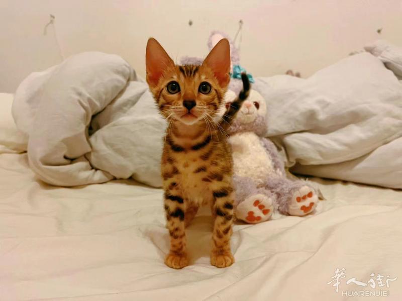 好价小豹猫找家长