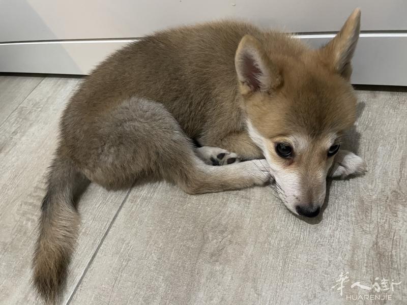银狐和柴犬的混血小王子,四个月,米兰,欢迎随时来家里看