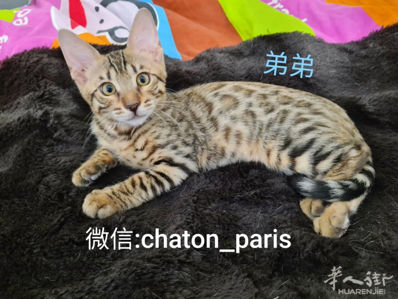 法国猫舍预订孟加拉金色豹纹猫小宝宝^^喜欢的请联系我:)