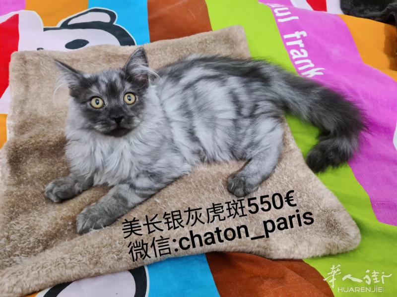 法国猫舍预订美国长毛猫和短毛猫宝宝^^喜欢的请联系我:)