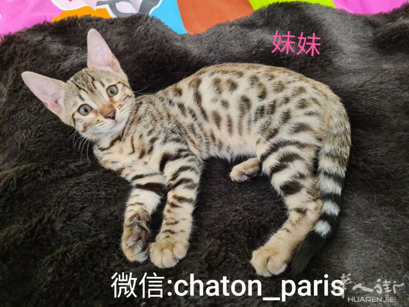 法国猫舍~预订美国长毛猫和短毛猫宝宝^^喜欢的请联系我:)