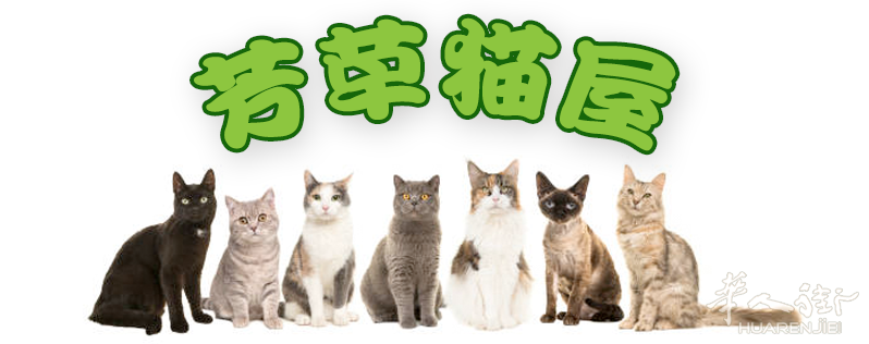芳草猫屋 猫咪寄养服务10欧一天