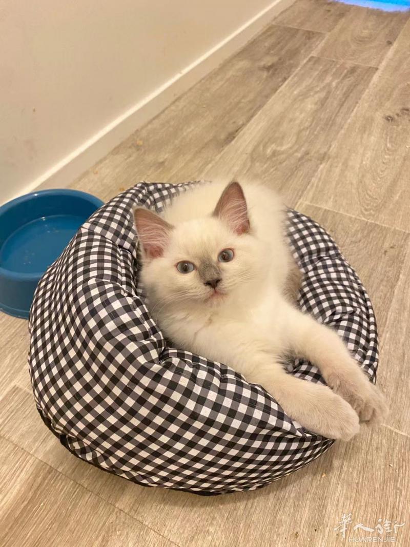 纯血统三个月小布偶猫求领养