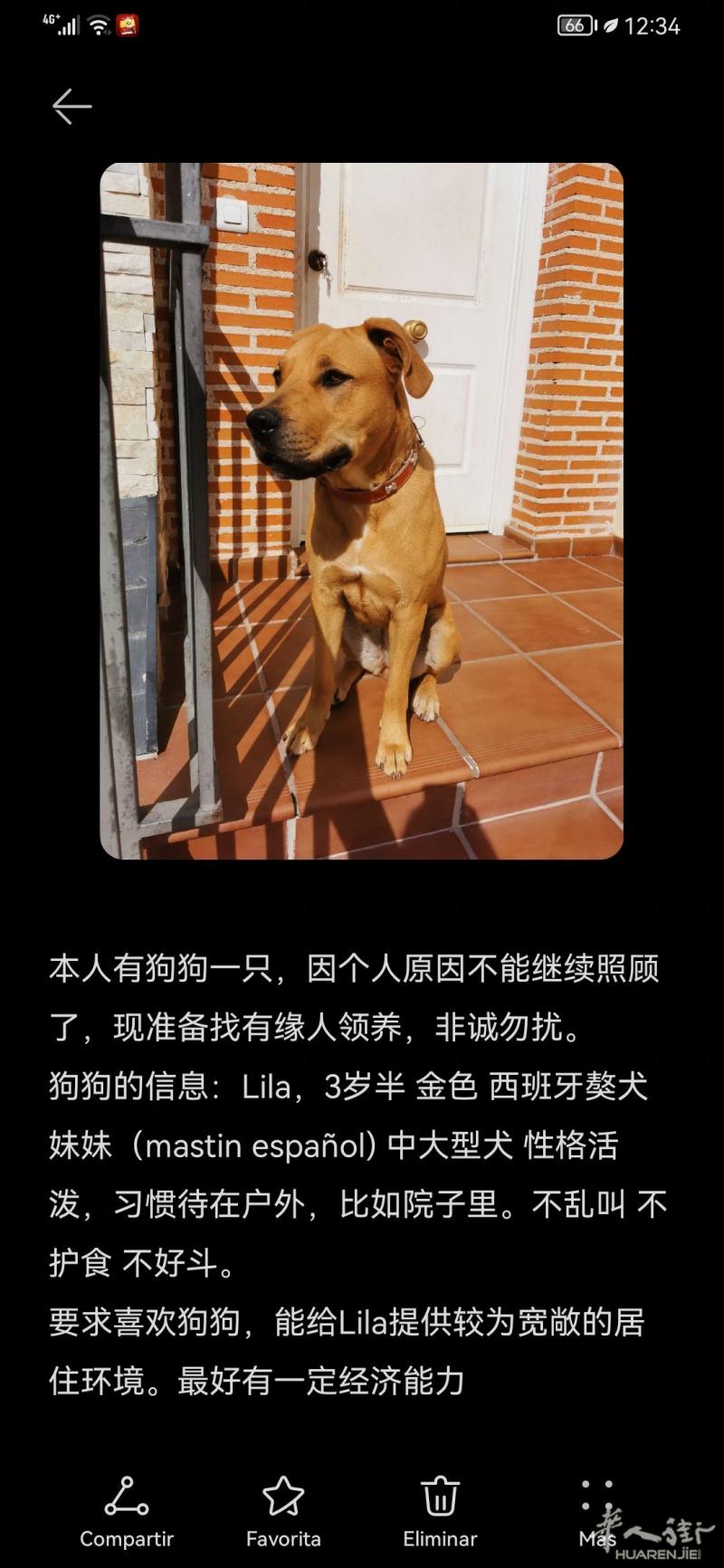 马德里狗狗领养