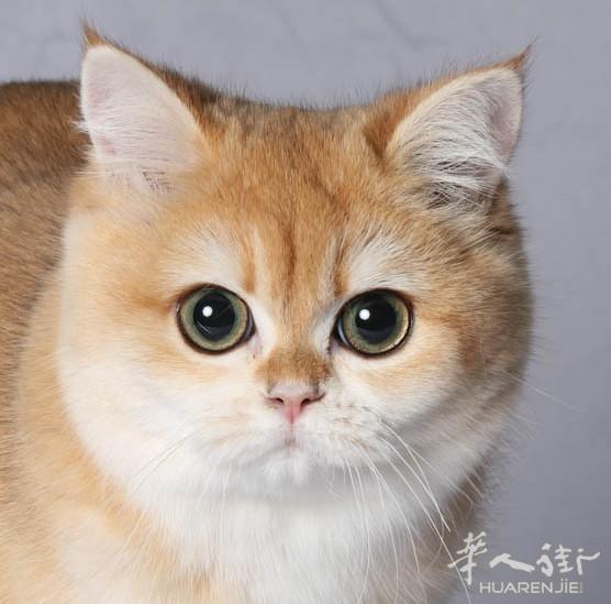 法国巴黎Ambilight金渐层猫舍(现猫12色金点弟弟找家中)