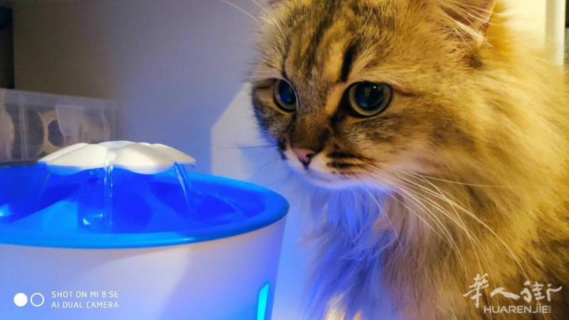 转让 闲置荷兰猪，猫猫用品
