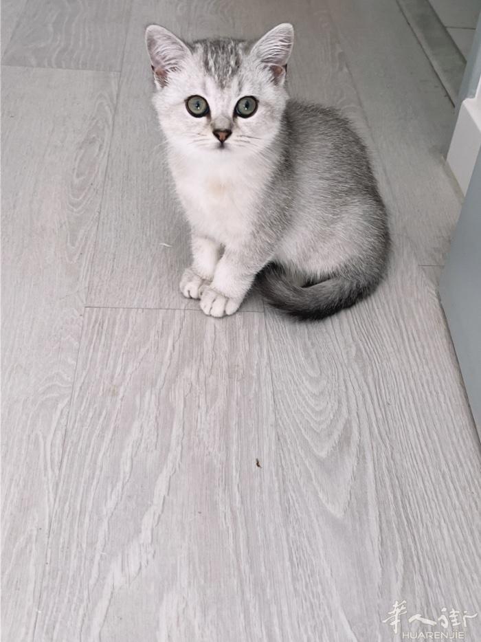 出售小猫猫2个半月