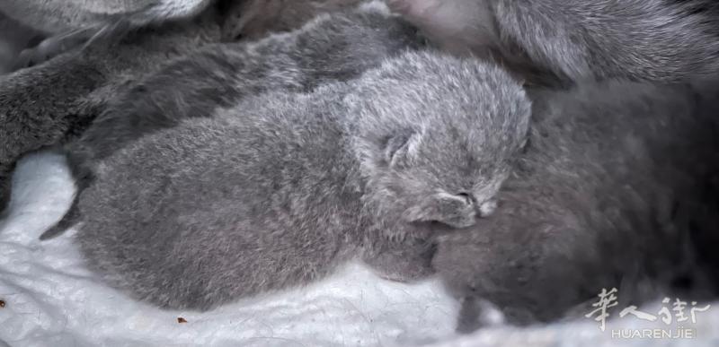 出三只6天的蓝猫 一个妹妹两个弟弟