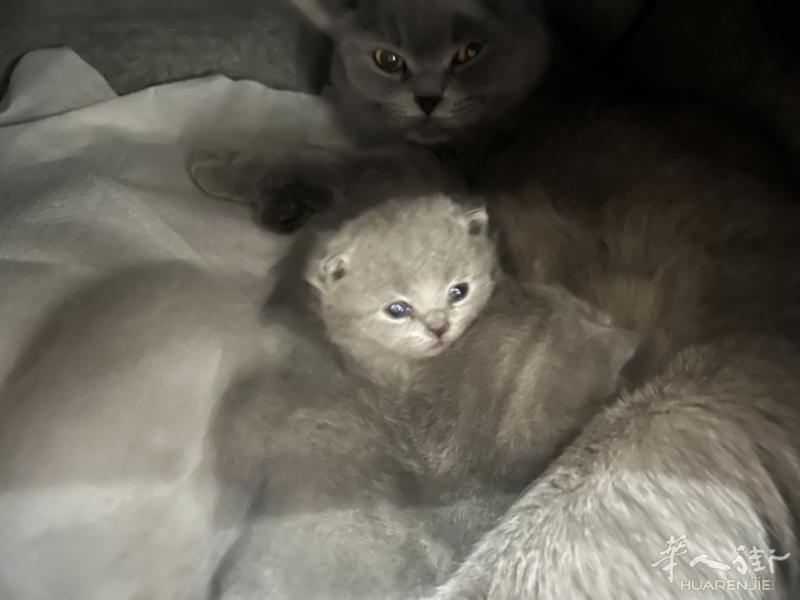 三只蓝猫找家长，500 欧 弟弟，妹妹550 欧