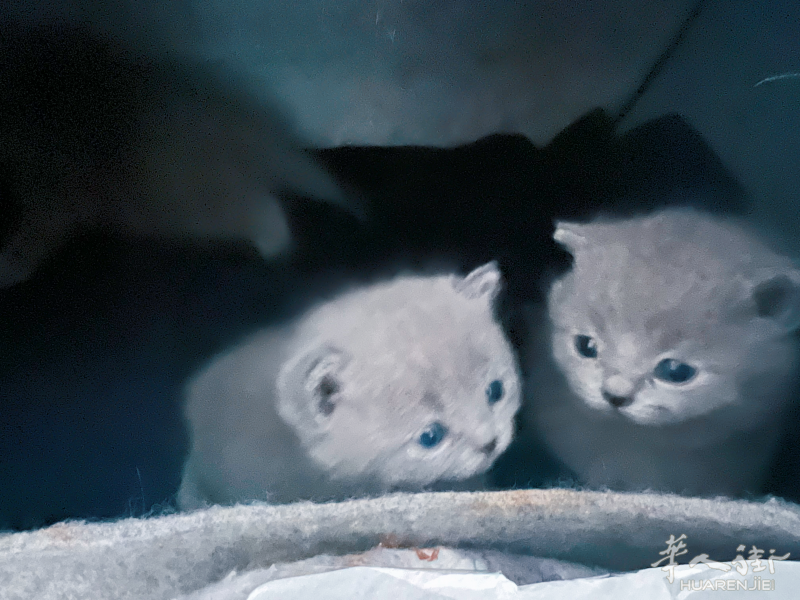 小蓝猫找负责人家长