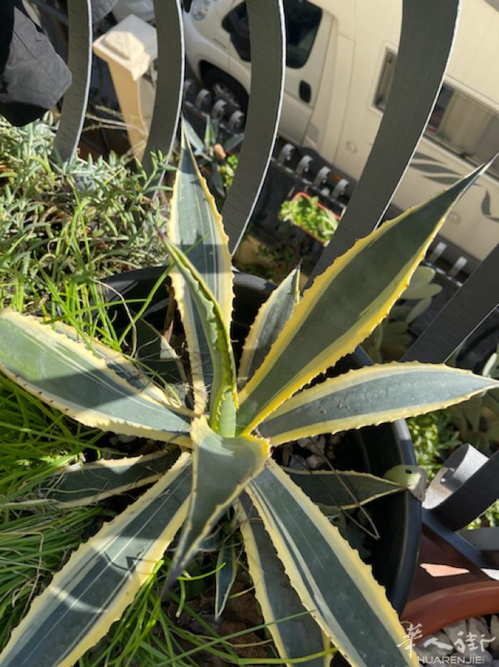 耐寒植物.枸杞树发芽了五年苗，