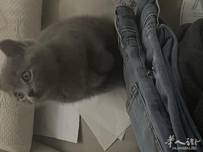 出一只蓝猫弟弟，两个月大 上门直接拿