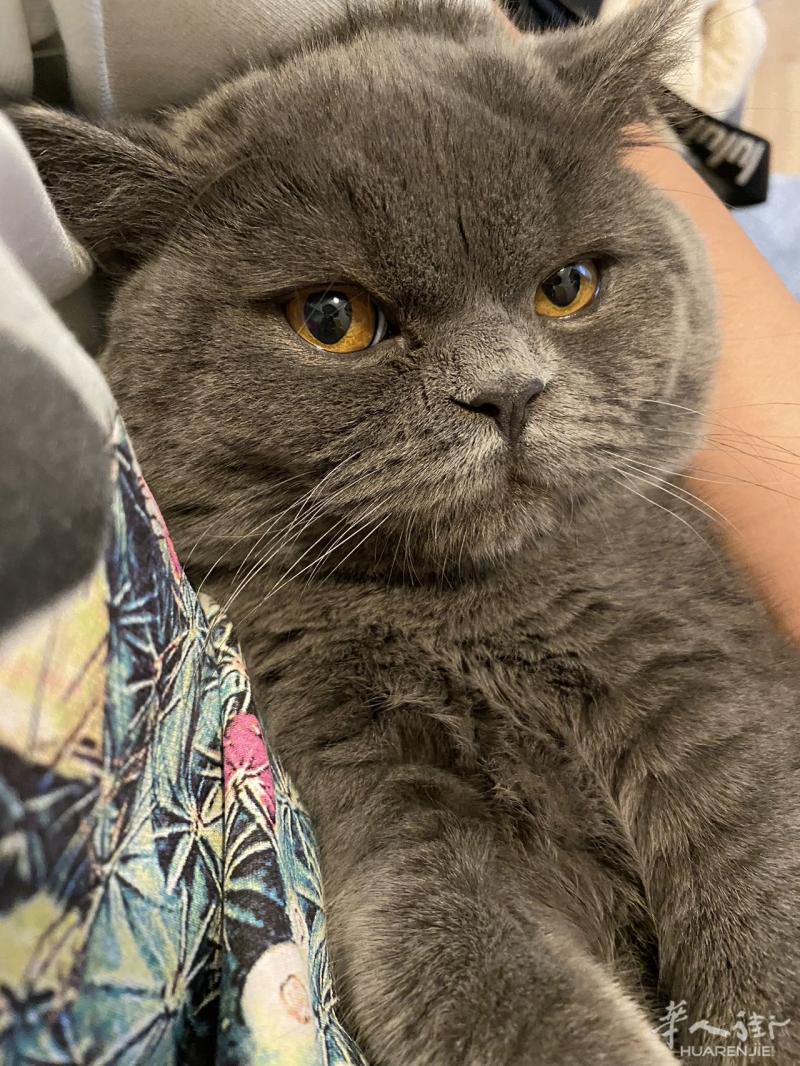 出售 一岁半 英短蓝猫弟弟，性格温和 可爱，疫苗齐