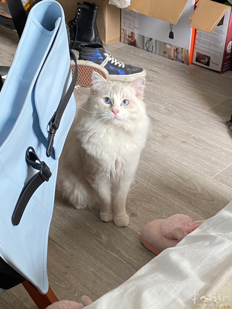 出一只纯种布偶猫 1岁小男生～