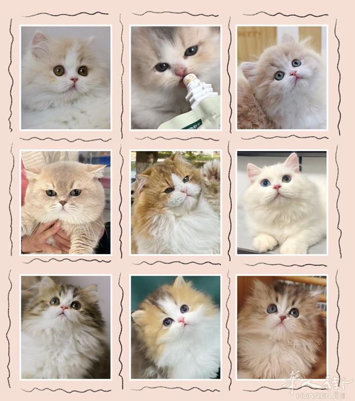 -英短英长金渐层&米努特矮脚注册猫舍，小猫均带血统，色系丰富，坐标意大利米兰
