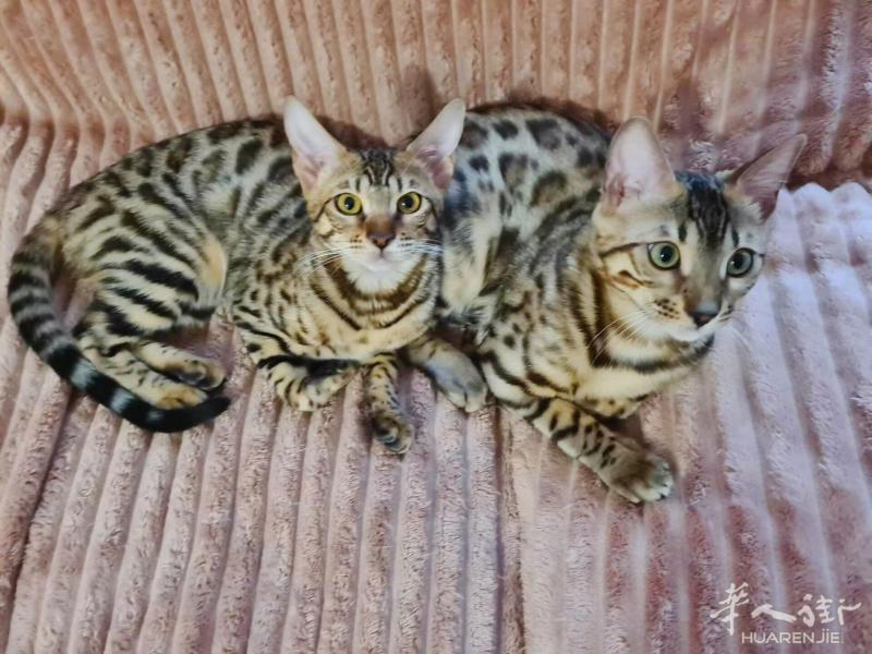 2岁纯种豹猫弟弟妹妹喜欢的请进~好心人来领养