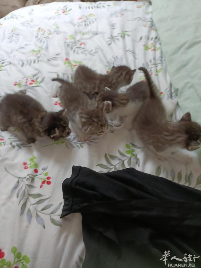 田园猫！普拉托100€一只