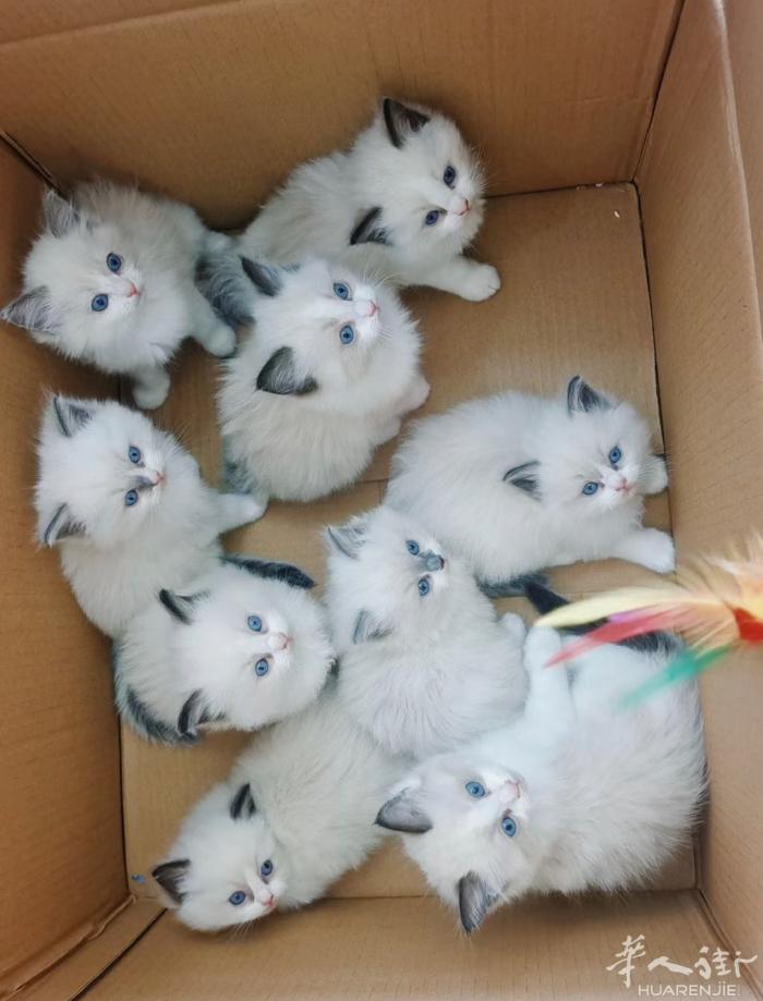 家里猫妈妈太厉害啦，一下子生出这么多小宝宝，免费赠送5只，人限一只，限女性，想要