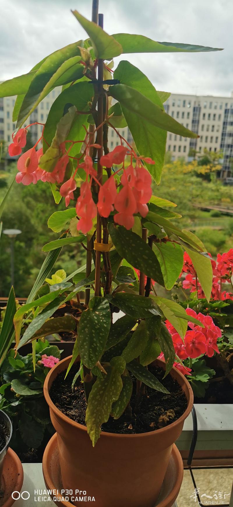 出售易种的诲棠花一棵,自取15 欧元