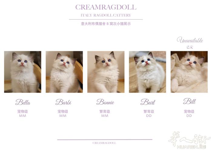 正规注册猫舍一窝5只海豹色小布偶可预定 目前2个月，4个月可以去新家 包： 💗