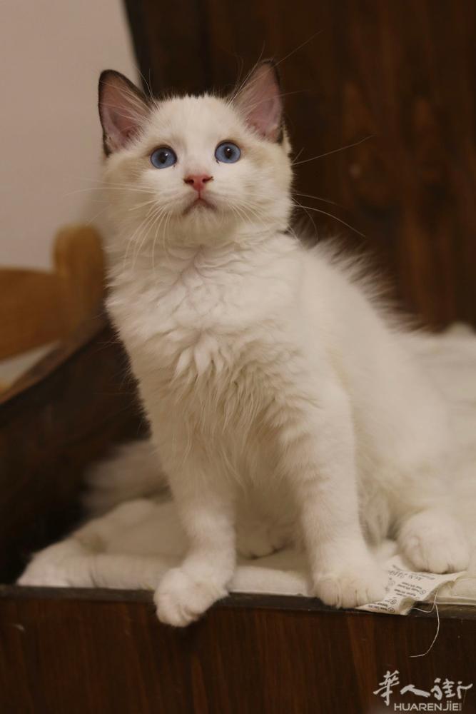 注册猫舍出售纯种布偶猫妹妹，包血统证，两针疫苗，两次体内外驱虫，兽医体检和售后，