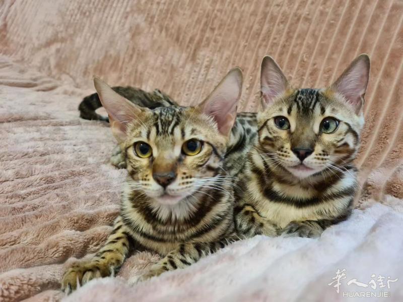 纯种孟加拉豹猫一对找负责的主人领养,可繁殖喜欢的请联系我~
