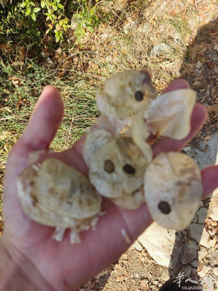 湖岭人。93年男有居留驾照，语言一点，想找个女朋友有意大利语的最好，也可上门，本