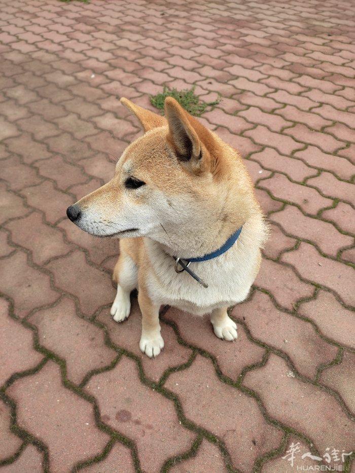 低价出售纯种柴犬一只（雌性），10个月，非常强壮健康，很好生养的体魄，具备各类证